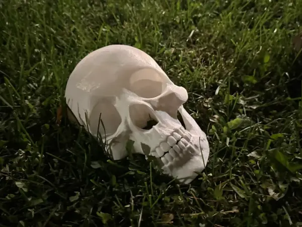 Halloween - Skelet hoved - Billede 5